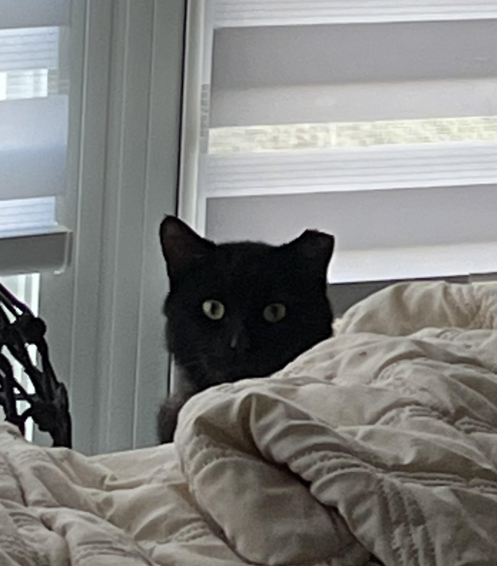 Enlarge Phantom, an adopted Domestic Short Hair in Toronto, ON image 4/4