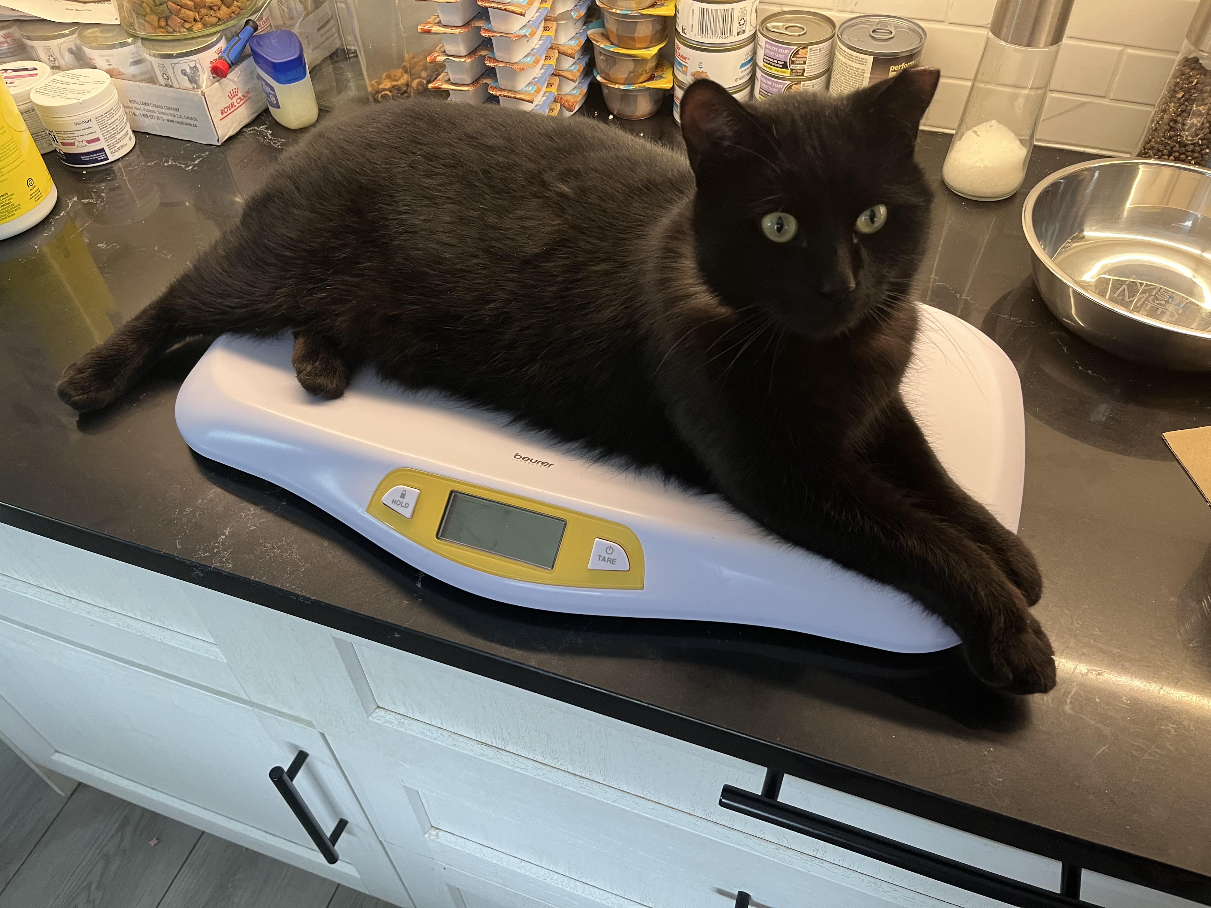 Enlarge Phantom, an adopted Domestic Short Hair in Toronto, ON image 2/4