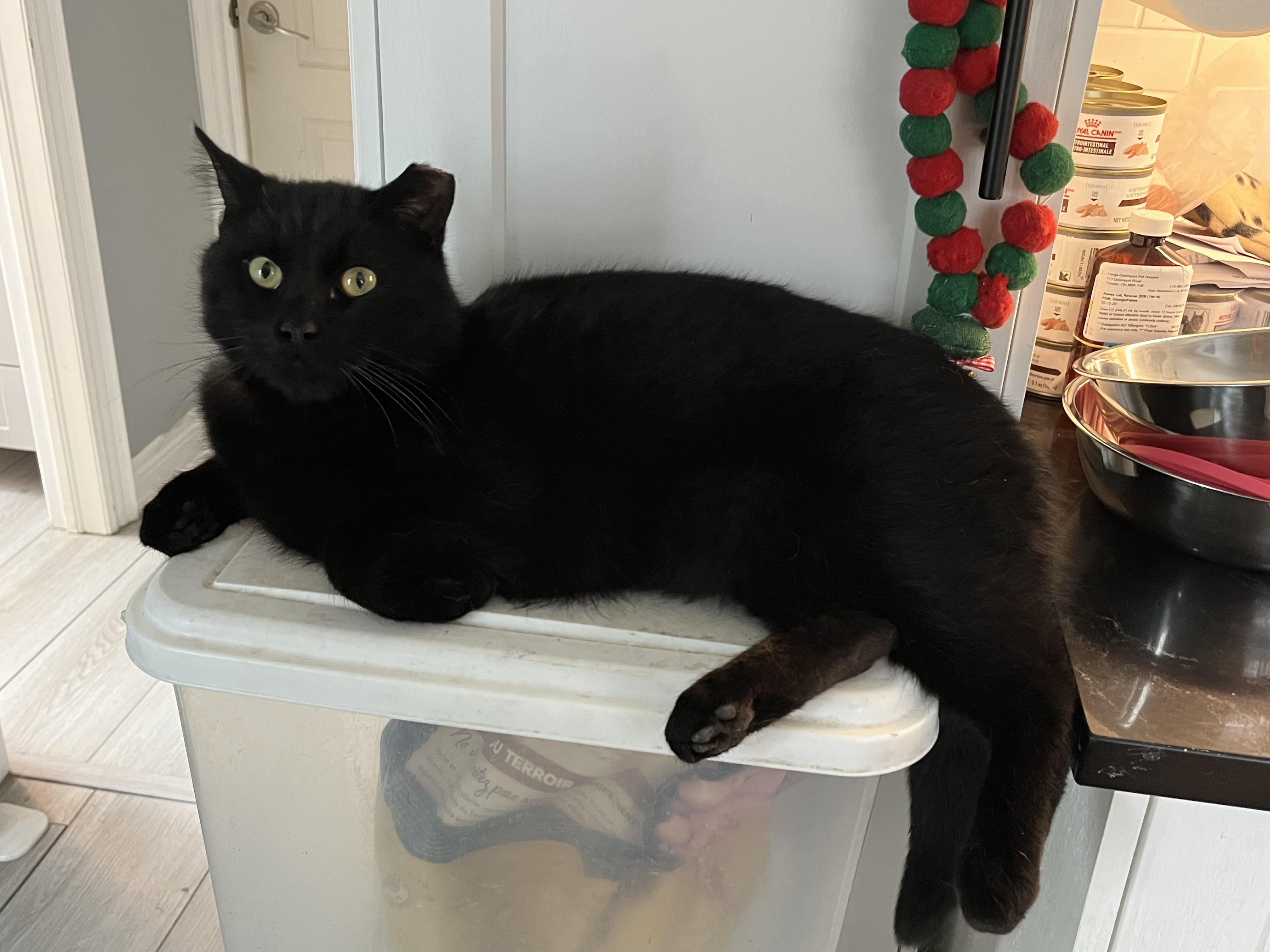 Enlarge Phantom, an adopted Domestic Short Hair in Toronto, ON image 3/4