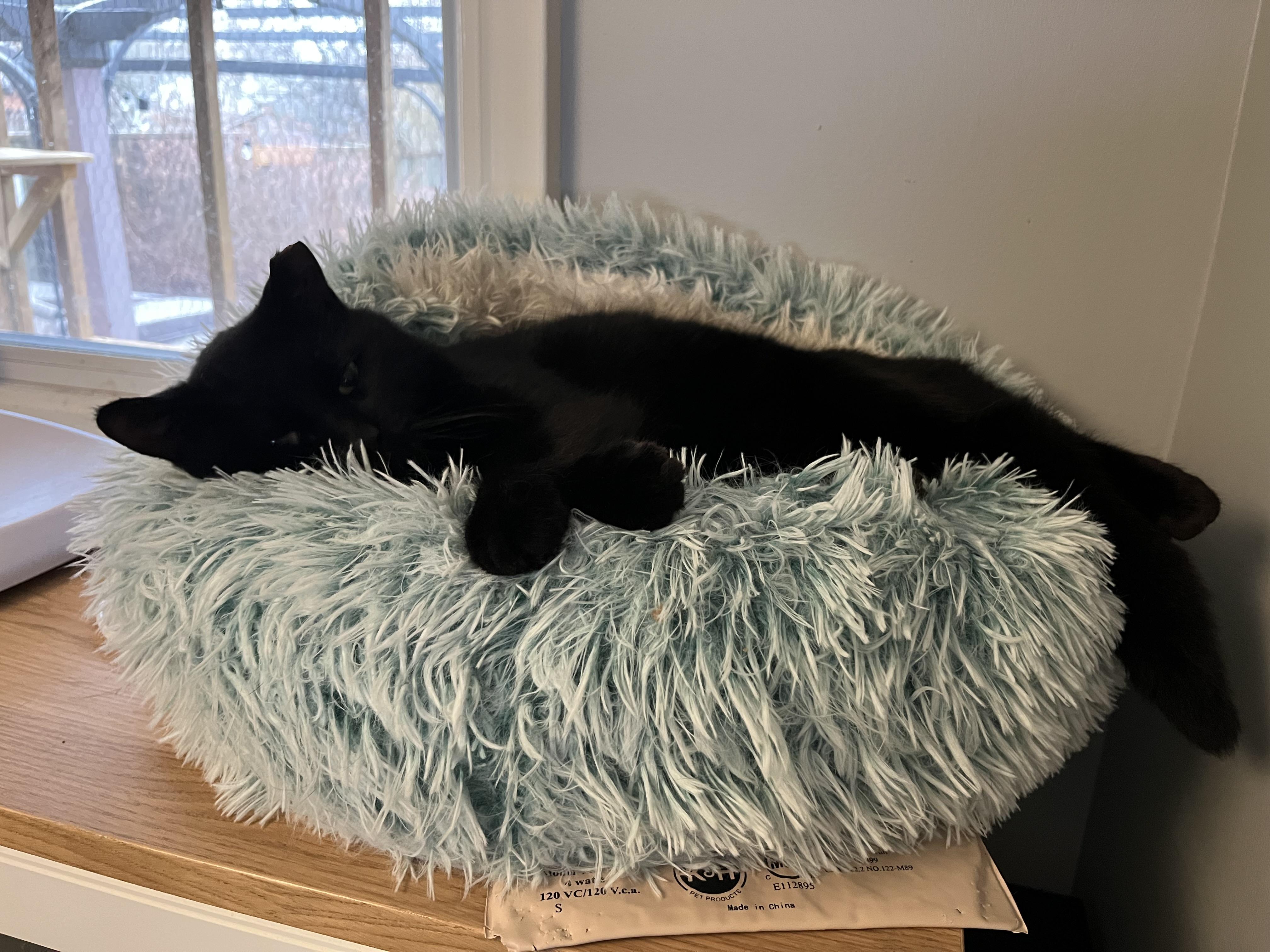 Phantom, adopted, Adult Male Domestic Short Hair.