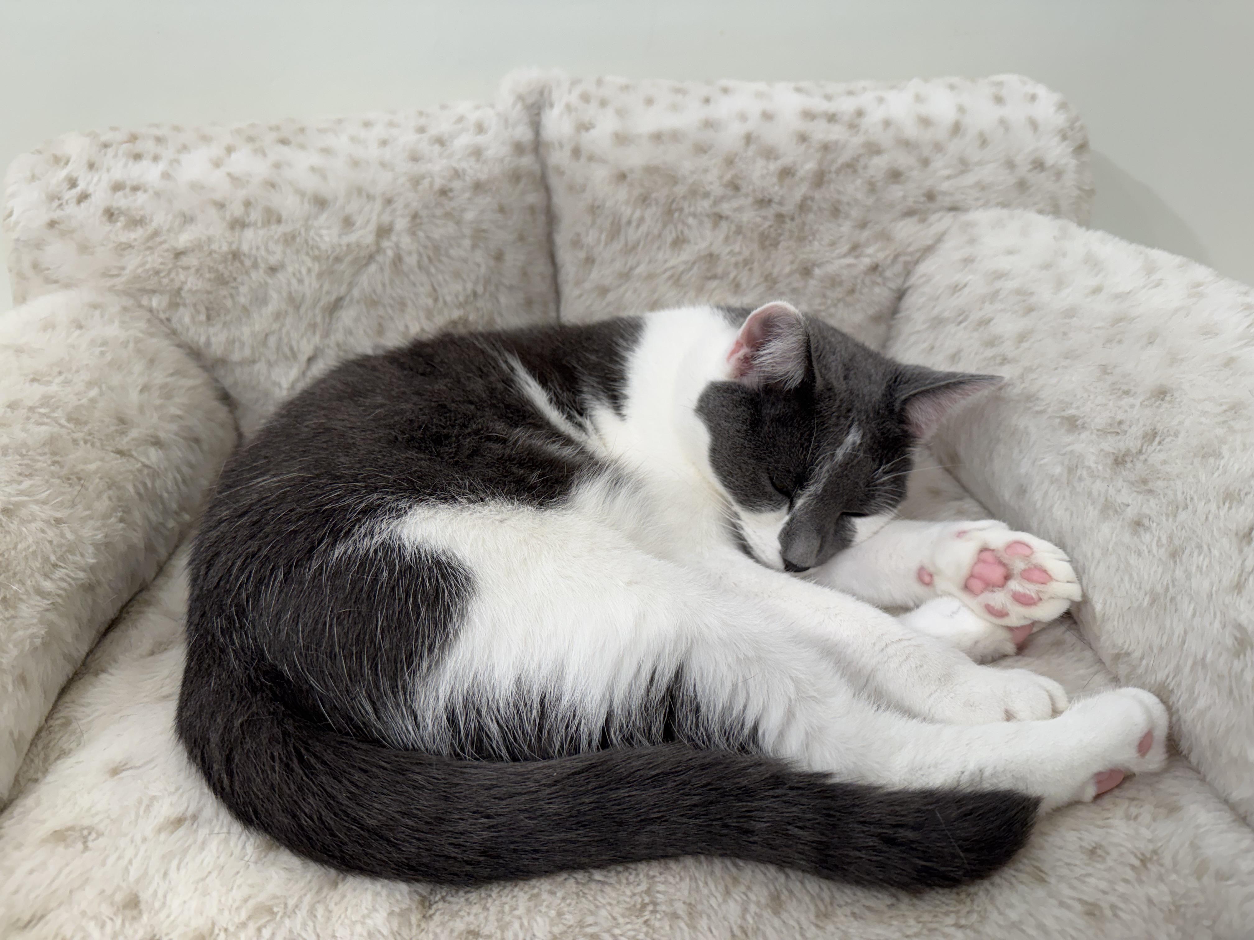 Enlarge Freckles, a Adopted Domestic Short Hair in Old Saybrook, CT image 2/3