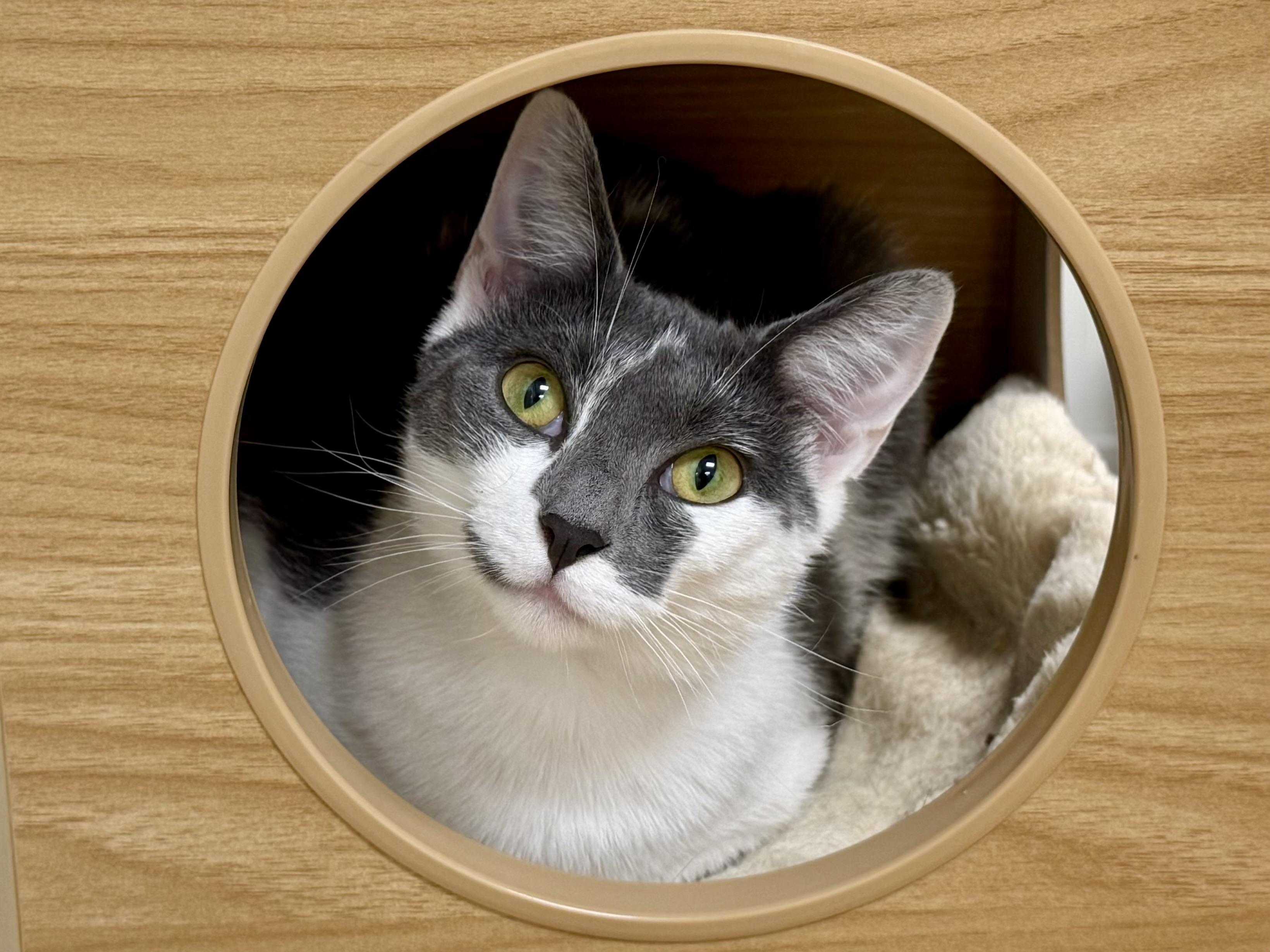 Freckles, ADOPTABLE, Adult Female Domestic Short Hair.