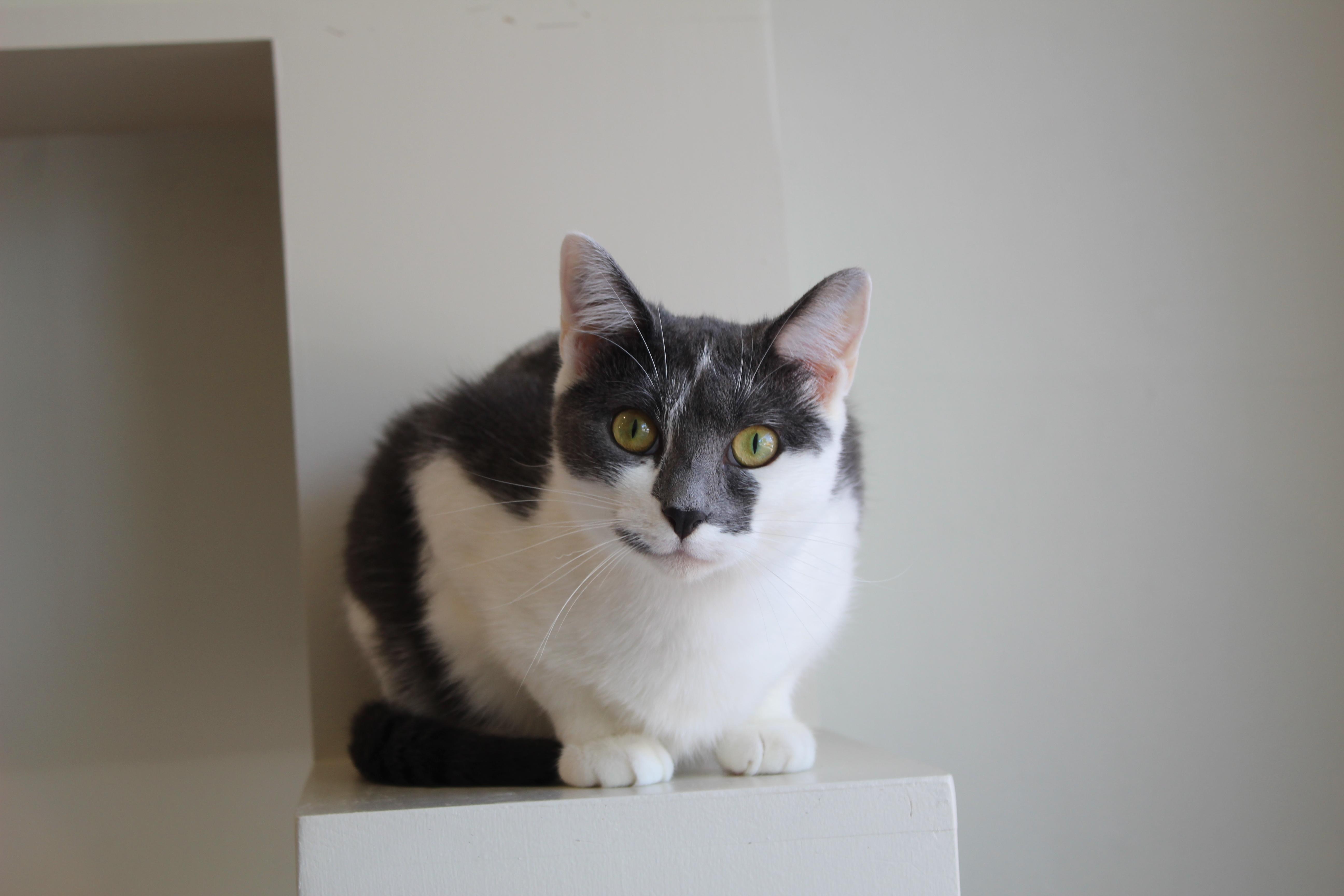 Enlarge Freckles, a Adopted Domestic Short Hair in Old Saybrook, CT image 3/3