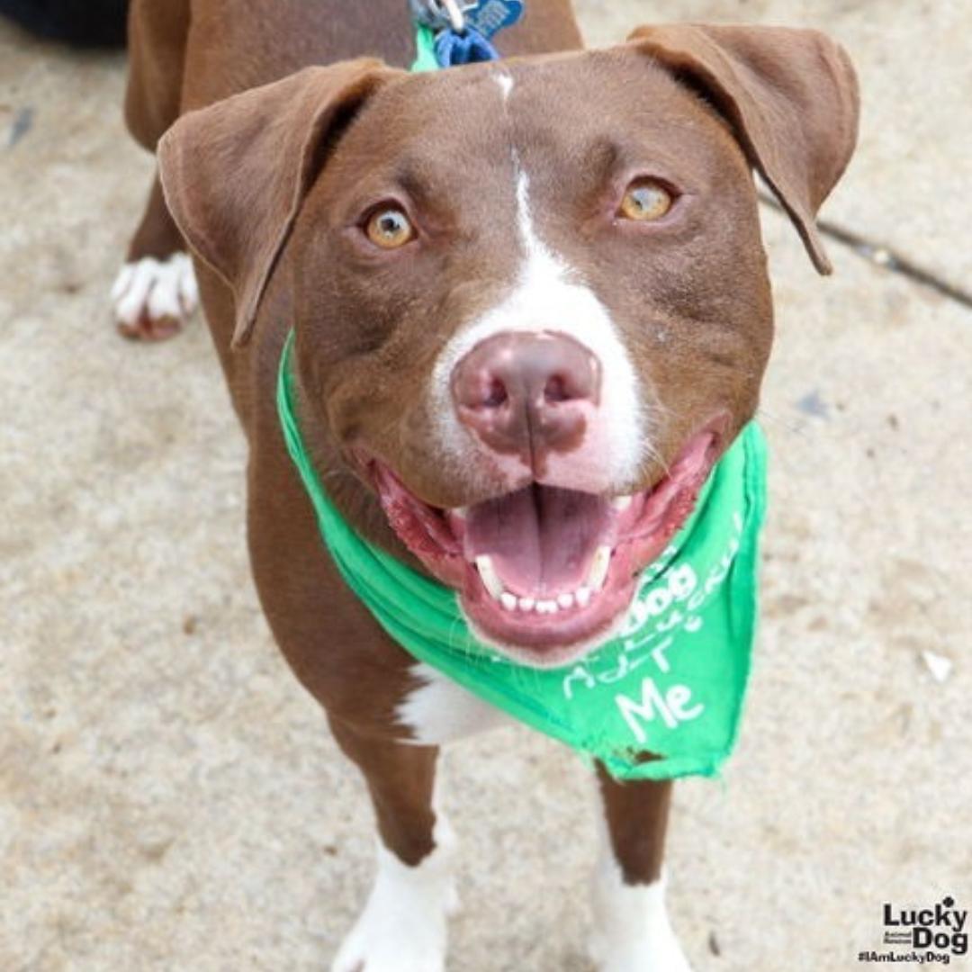 Enlarge Gilligan, a Adoptable mixed breed in Washington, DC image 1/3