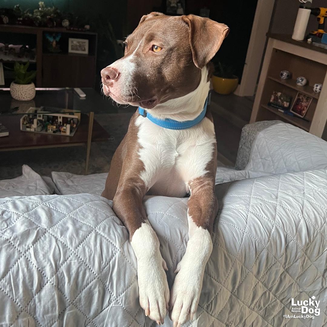 Gilligan, Adoptable, Young Male Terrier & Labrador Retriever.