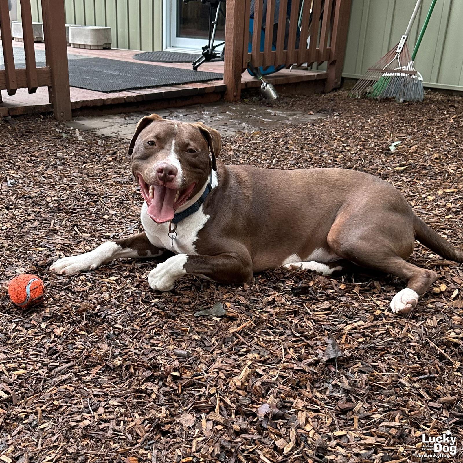 Gilligan, Adoptable, Young Male Terrier & Labrador Retriever.