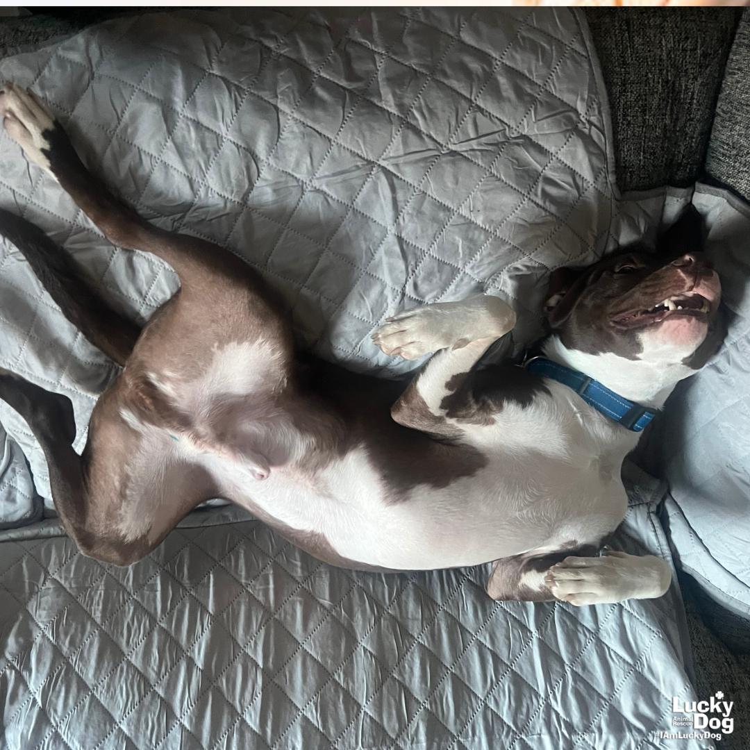 Gilligan, Adoptable, Young Male Terrier & Labrador Retriever.