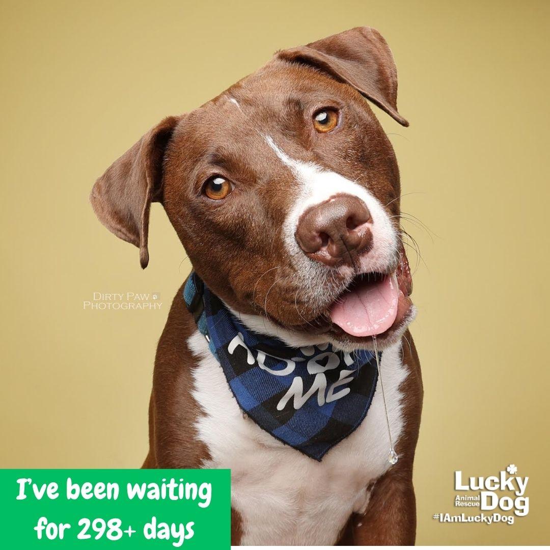 Gilligan, Adoptable, Young Male Terrier & Labrador Retriever.