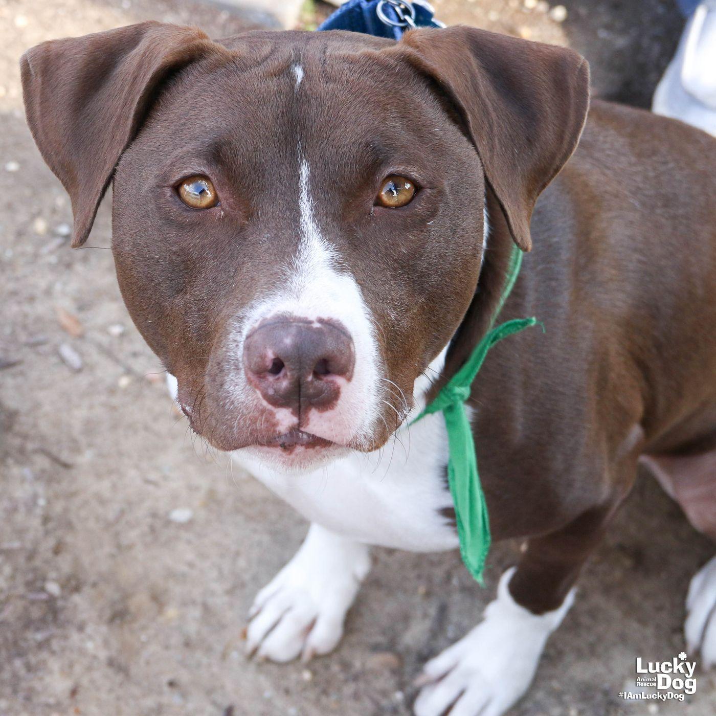 Enlarge Gilligan, a Adoptable mixed breed in Washington, DC image 2/3