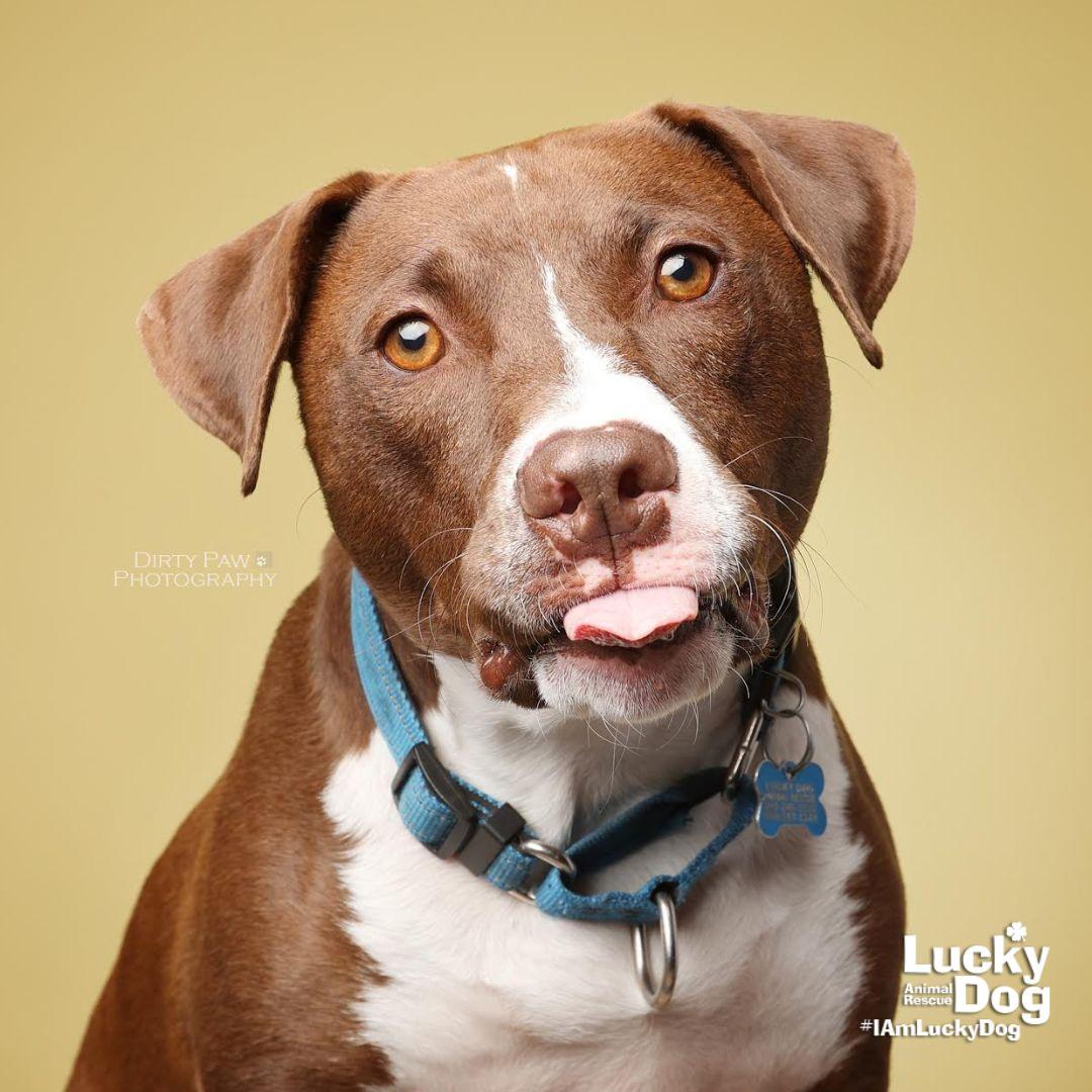Enlarge Gilligan, a Adoptable mixed breed in Washington, DC image 2/3