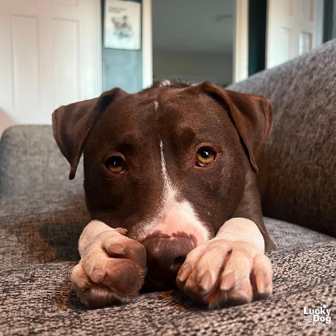 Enlarge Gilligan, a Adoptable mixed breed in Washington, DC image 3/3