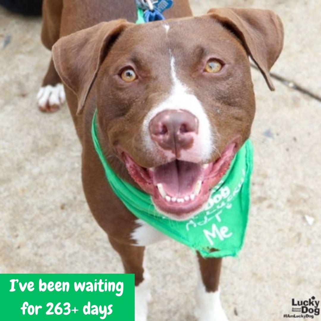 Gilligan, a Adoptable mixed breed in Washington, DC image 3/3