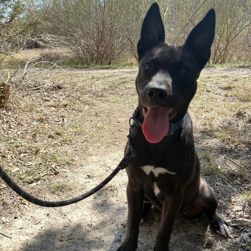 SERSHA, Adoptable, Young Female Black Labrador Retriever & Mixed Breed.