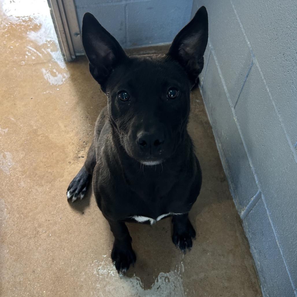 SERSHA, a Adoptable mixed breed in Kyle, TX image 2/4