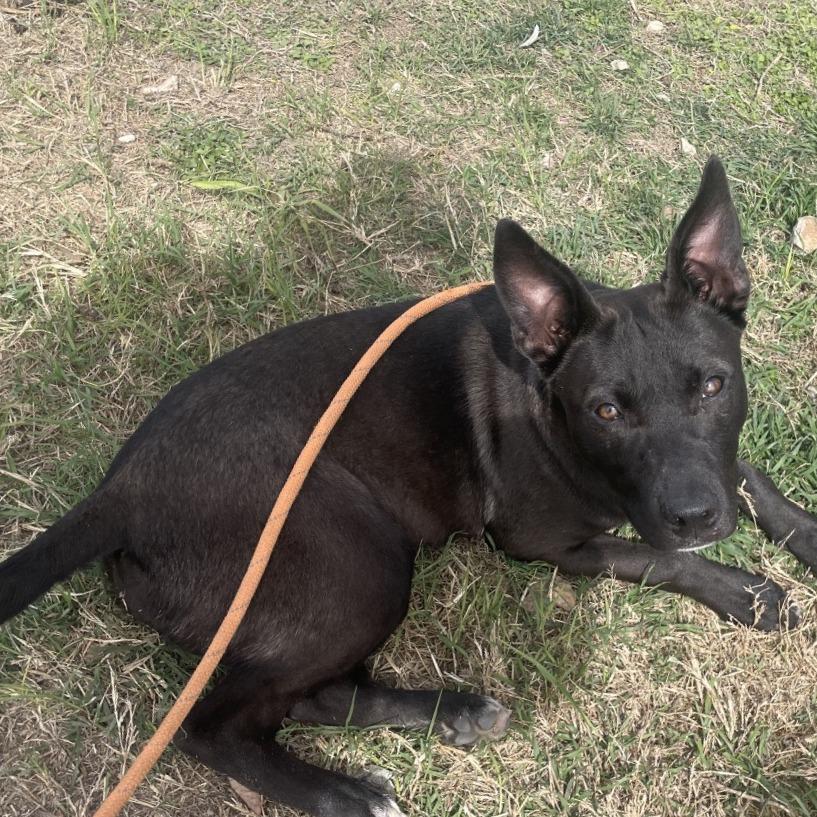 SERSHA, a Adoptable mixed breed in Kyle, TX image 3/4