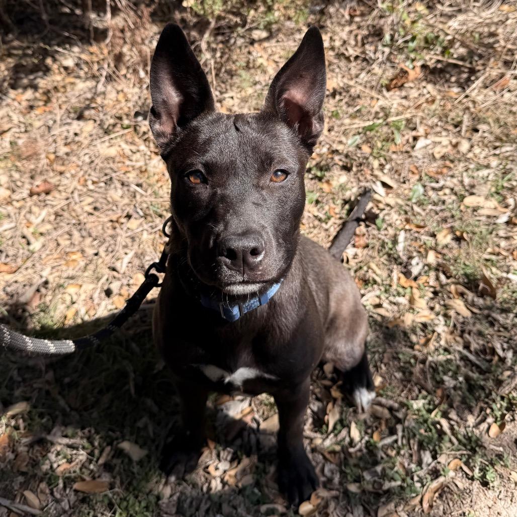 SERSHA, a Adoptable mixed breed in Kyle, TX image 4/4
