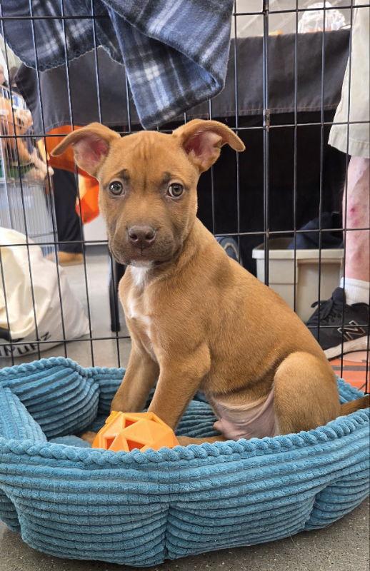 Tank - Matrix, Adoptable, Puppy Male Terrier.