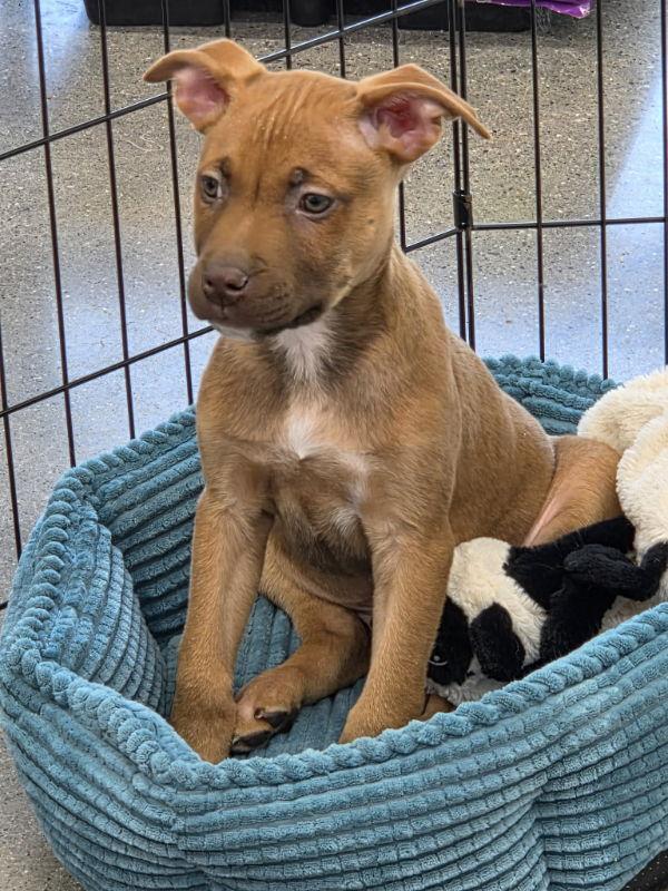 Enlarge Tank - Matrix, a Adoptable Terrier in Wyoming, MI image 2/2
