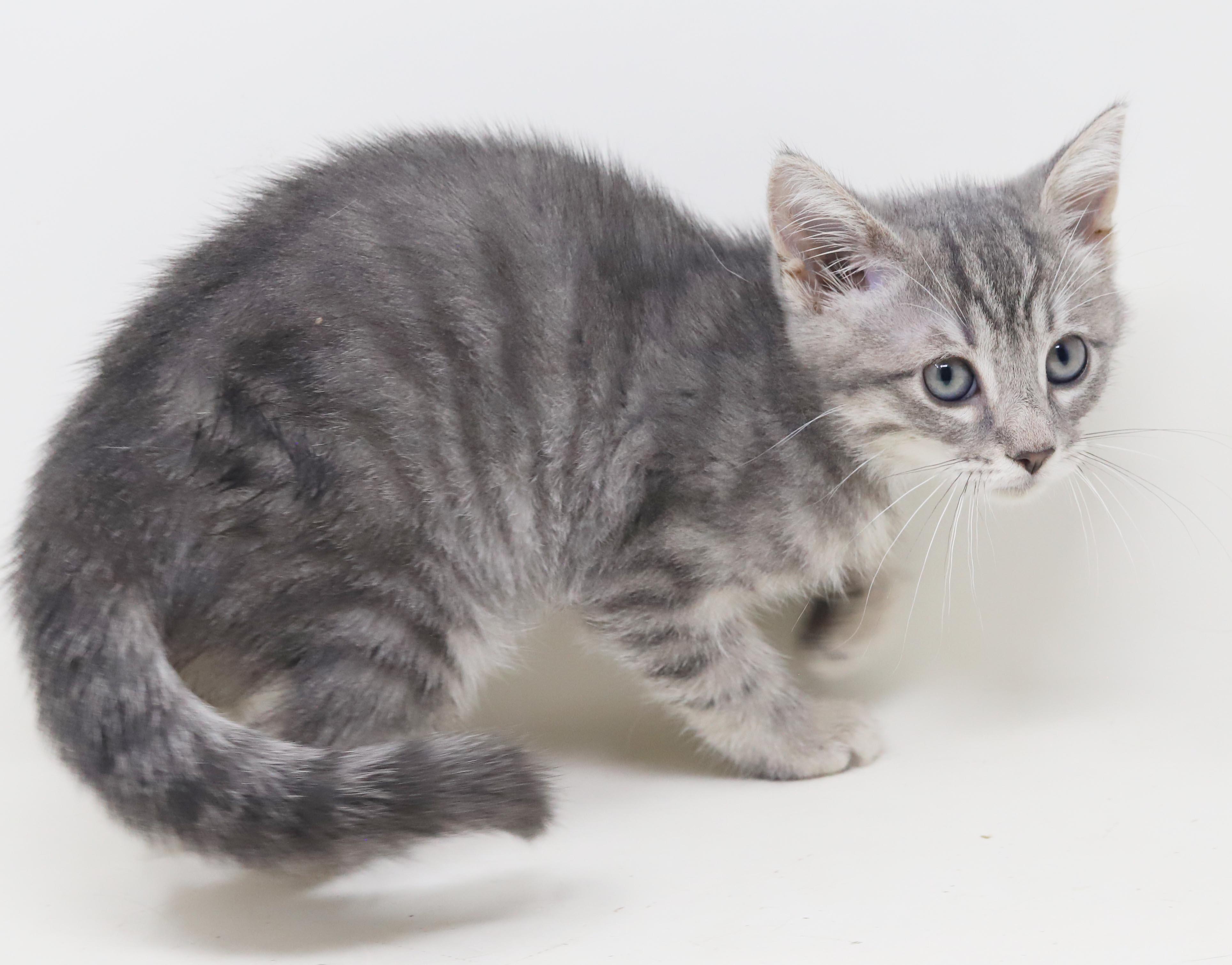 Jessica is such a joy - So teeny, a Adoptable mixed breed in Bedford Hills, NY image 5/6