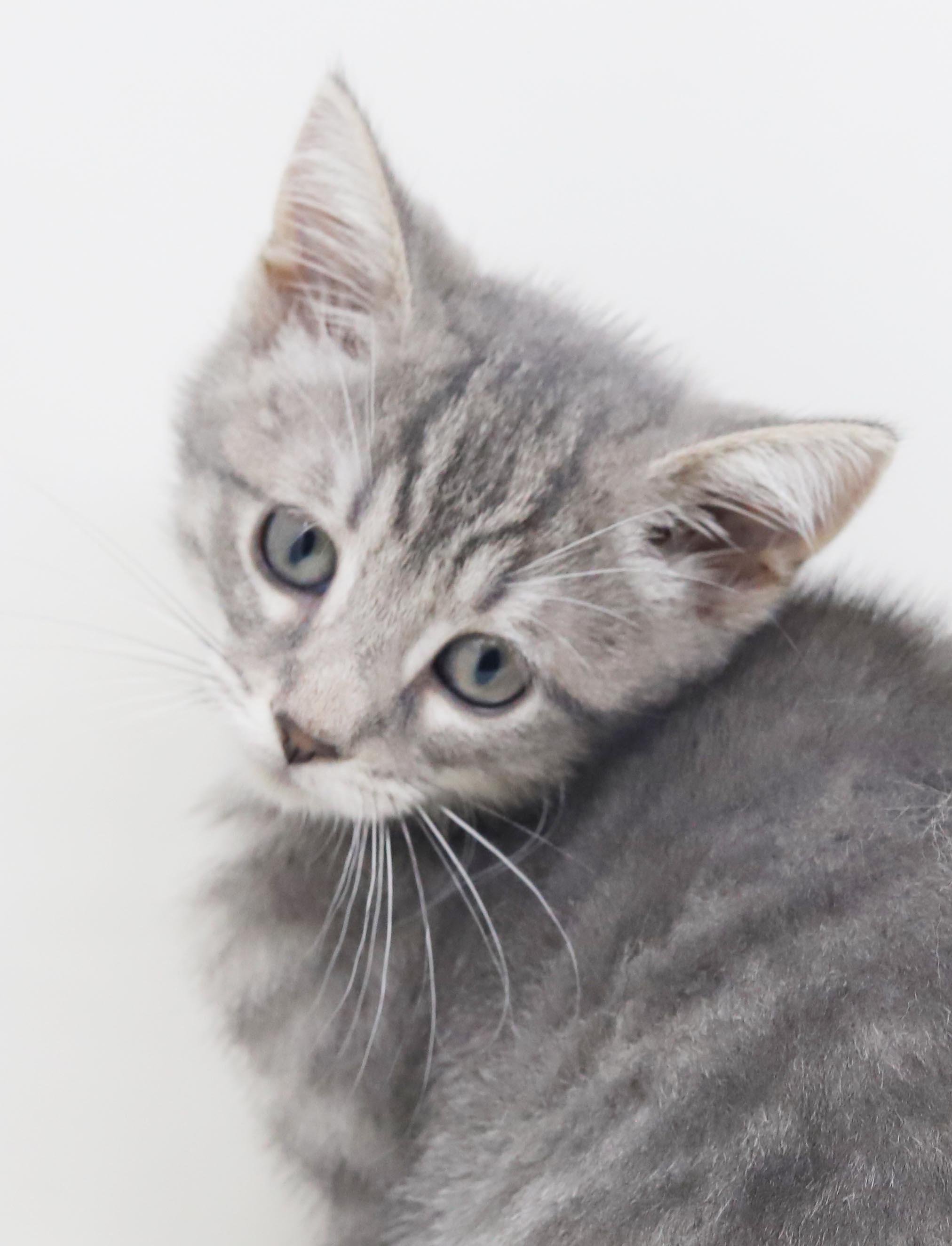 Jessica is such a joy - So teeny, a Adoptable mixed breed in Bedford Hills, NY image 6/6