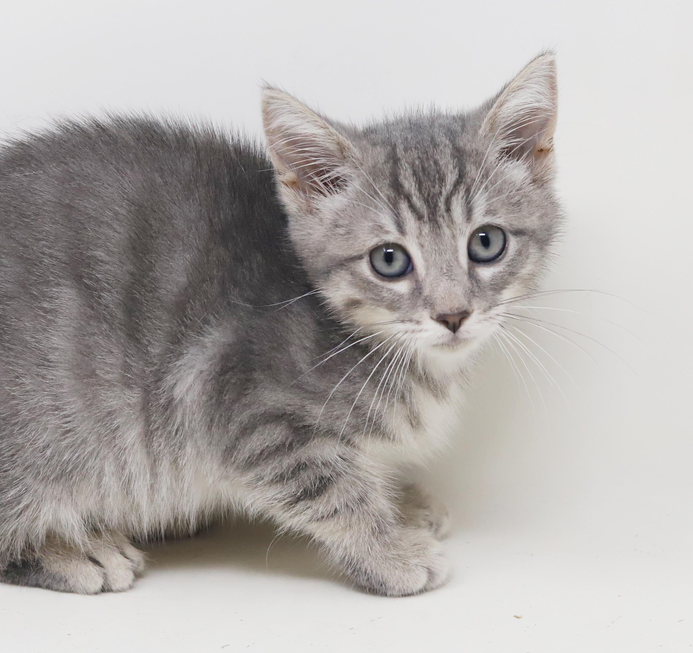 Jessica is such a joy - So teeny, a Adoptable mixed breed in Bedford Hills, NY image 2/6
