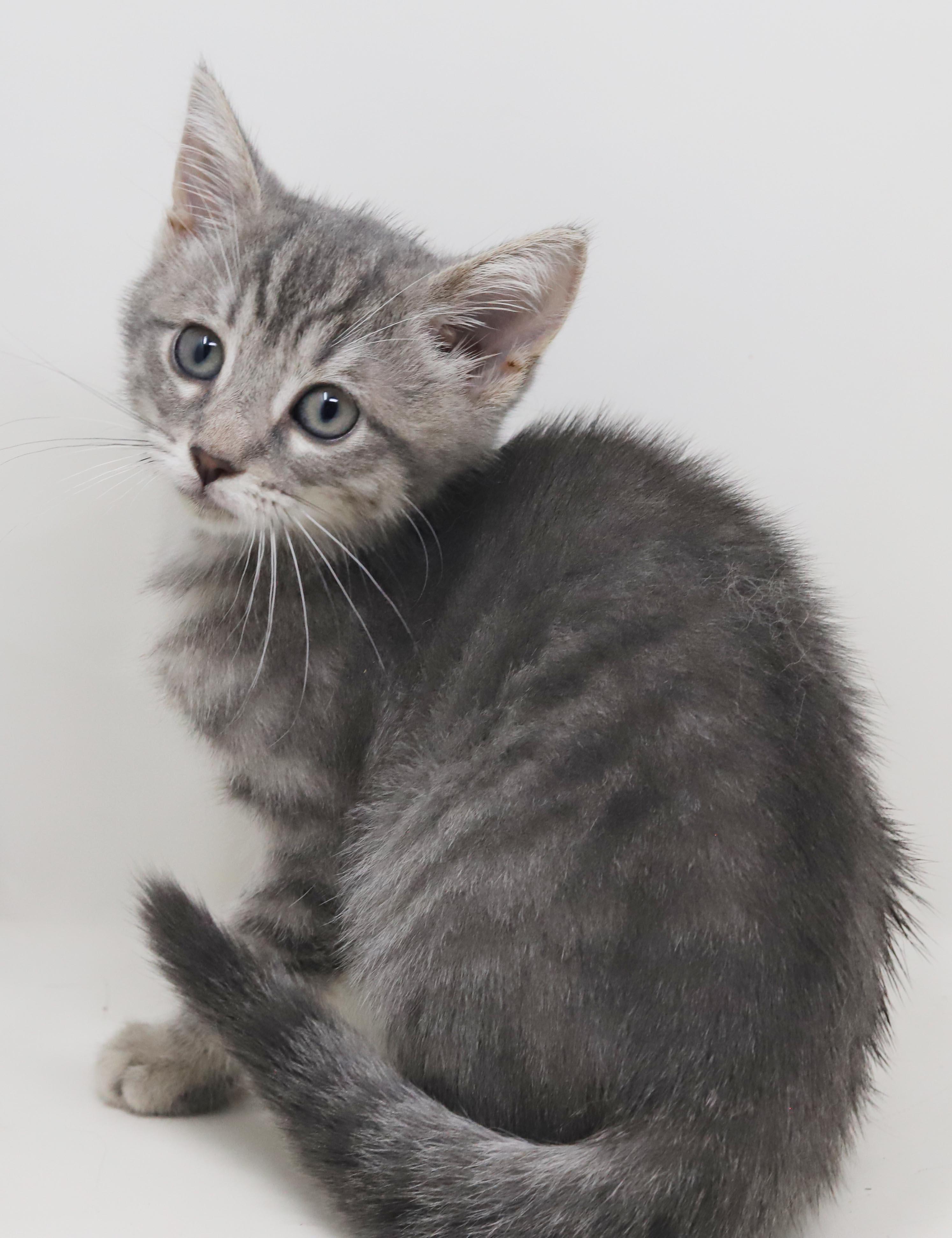 Jessica is such a joy - So teeny, a Adoptable mixed breed in Bedford Hills, NY image 3/6