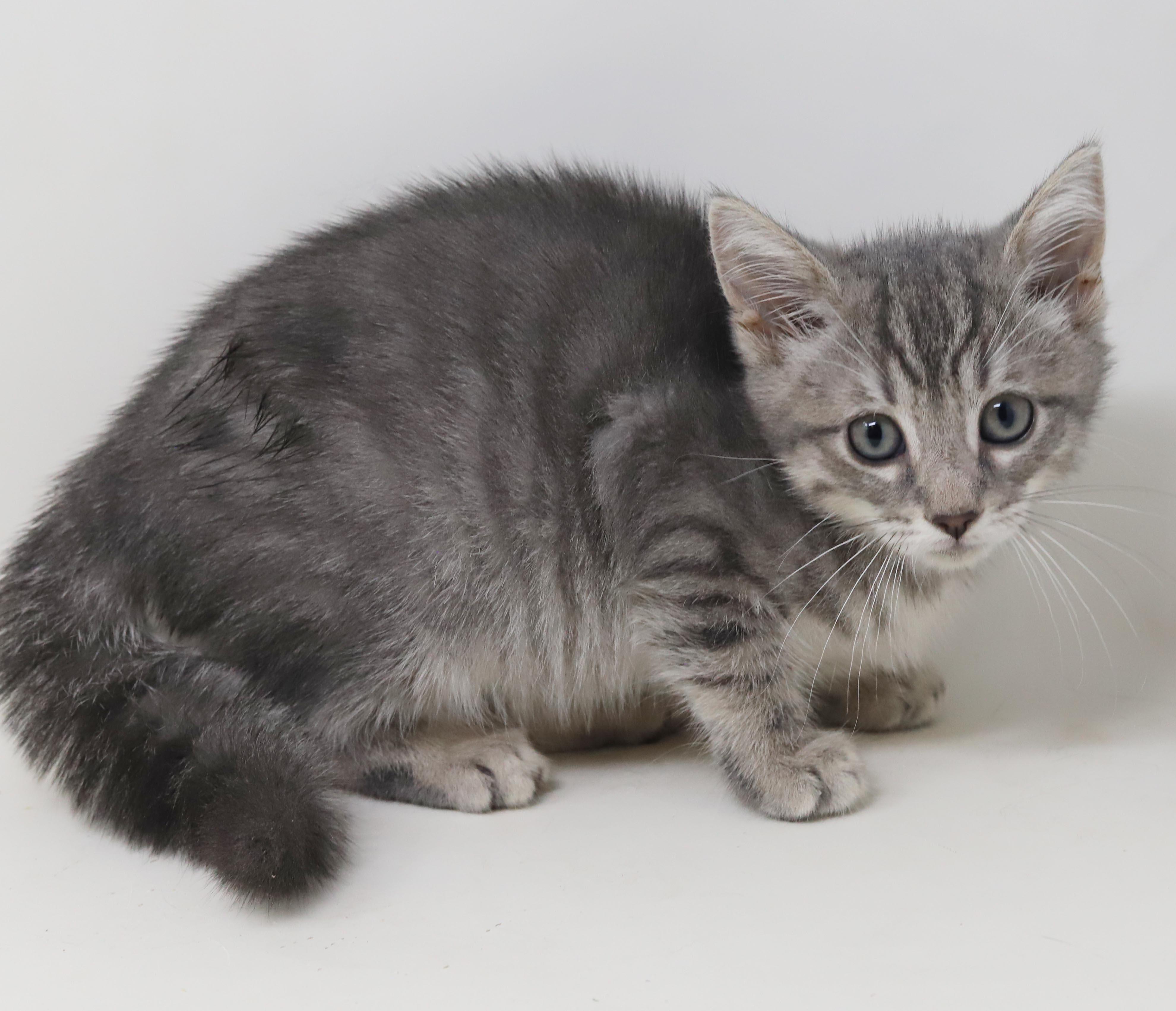 Jessica is such a joy - So teeny, a Adoptable mixed breed in Bedford Hills, NY image 4/6