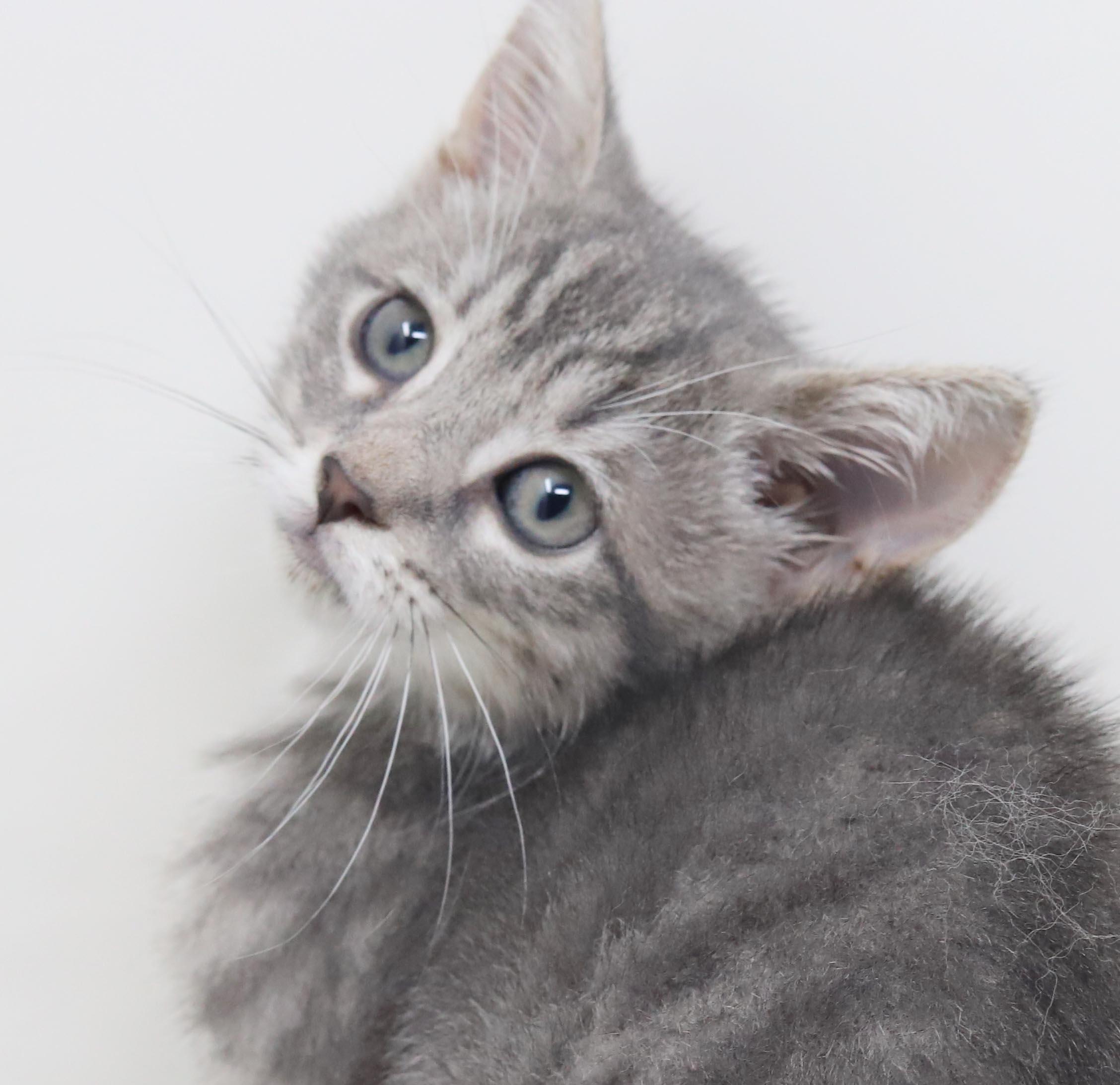 Jessica is such a joy - So teeny, a Adoptable mixed breed in Bedford Hills, NY image 1/6