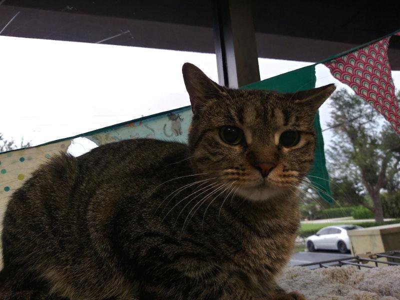 Skooter, Adoptable, Young Female American Shorthair.