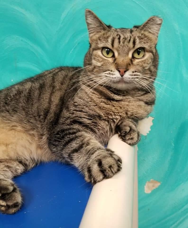 Skooter, Adoptable, Young Female American Shorthair.