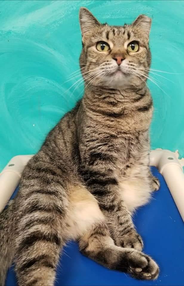 Enlarge Skooter, a Adoptable American Shorthair in Naples, FL image 3/6