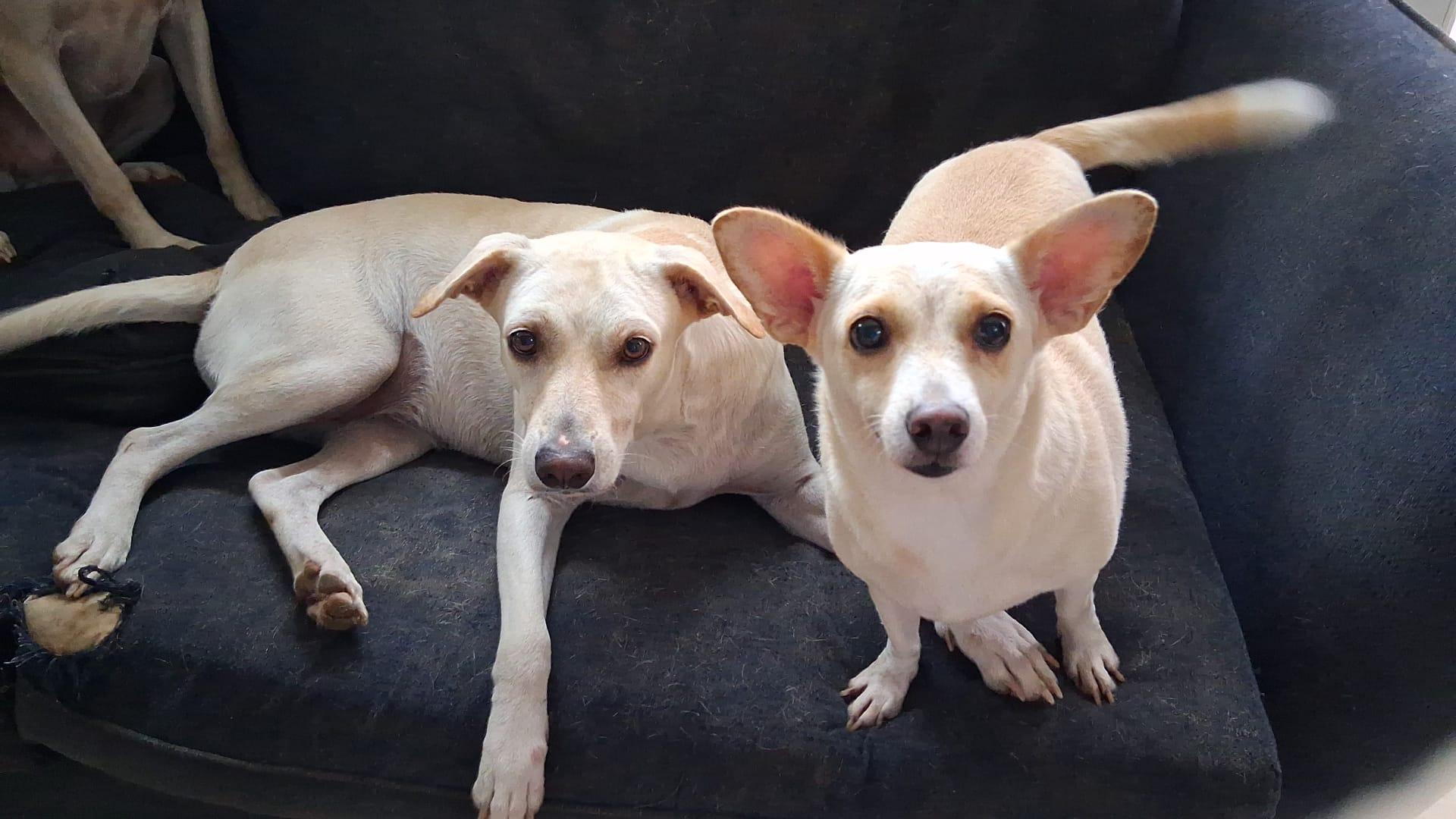 Kiara, Adoptable, Adult Female Chihuahua & Corgi.