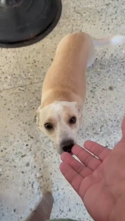 Enlarge Kiara, a Adoptable mixed breed in Danbury, CT video 5/6