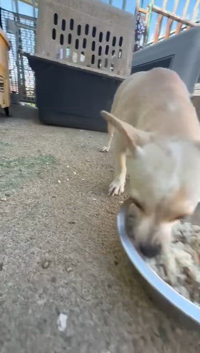 Enlarge Kiara, a Adoptable mixed breed in Danbury, CT video 6/6