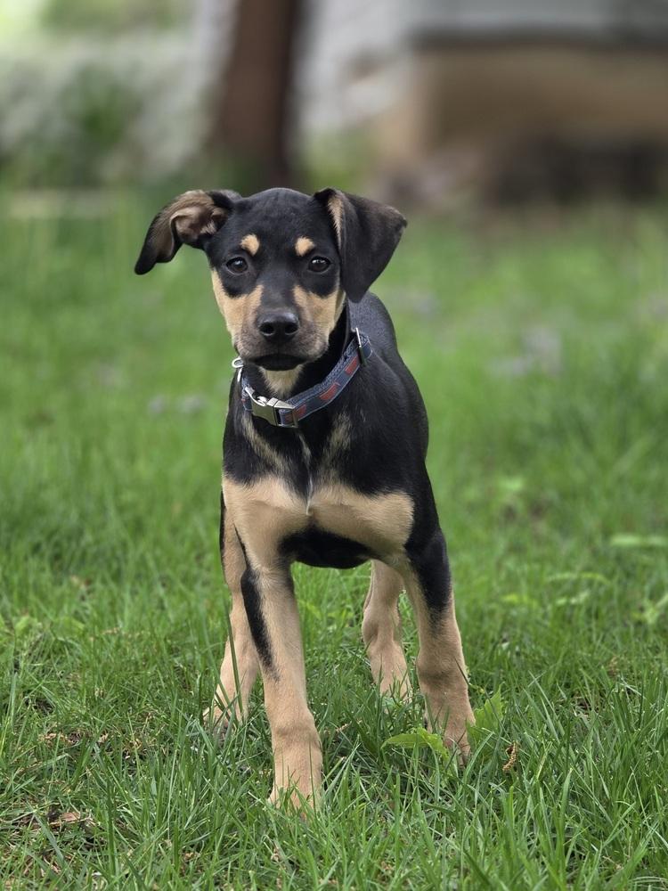 Lola Lilac, Adoptable, Puppy Female Terrier & Black Mouth Cur.
