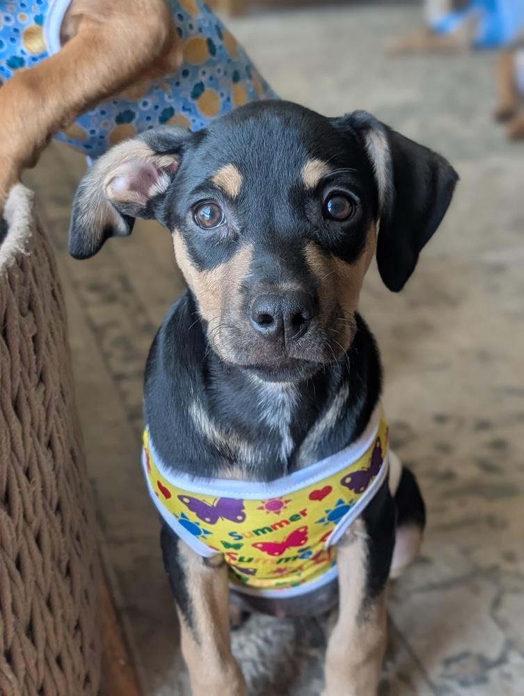 Enlarge Lola Lilac, a Adoptable mixed breed in Waunakee, WI image 1/3
