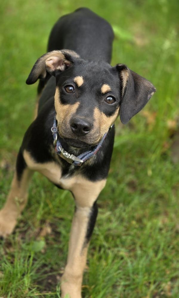 Lola Lilac, a Adoptable mixed breed in Waunakee, WI image 3/5