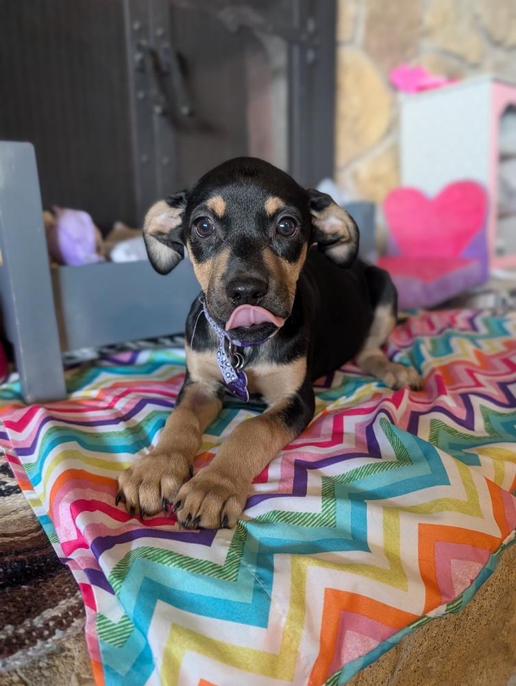 Enlarge Lola Lilac, a Adoptable mixed breed in Waunakee, WI image 2/3