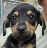 Enlarge Lola Lilac, a Adoptable mixed breed in Waunakee, WI image 3/3