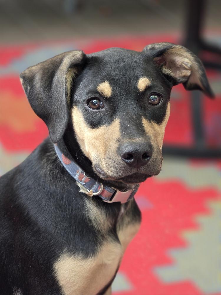 Lola Lilac, a Adoptable mixed breed in Waunakee, WI image 6/6