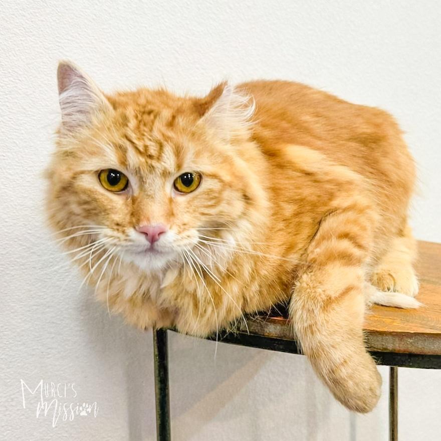 Ginger, Adoptable, Young Male Domestic Long Hair.