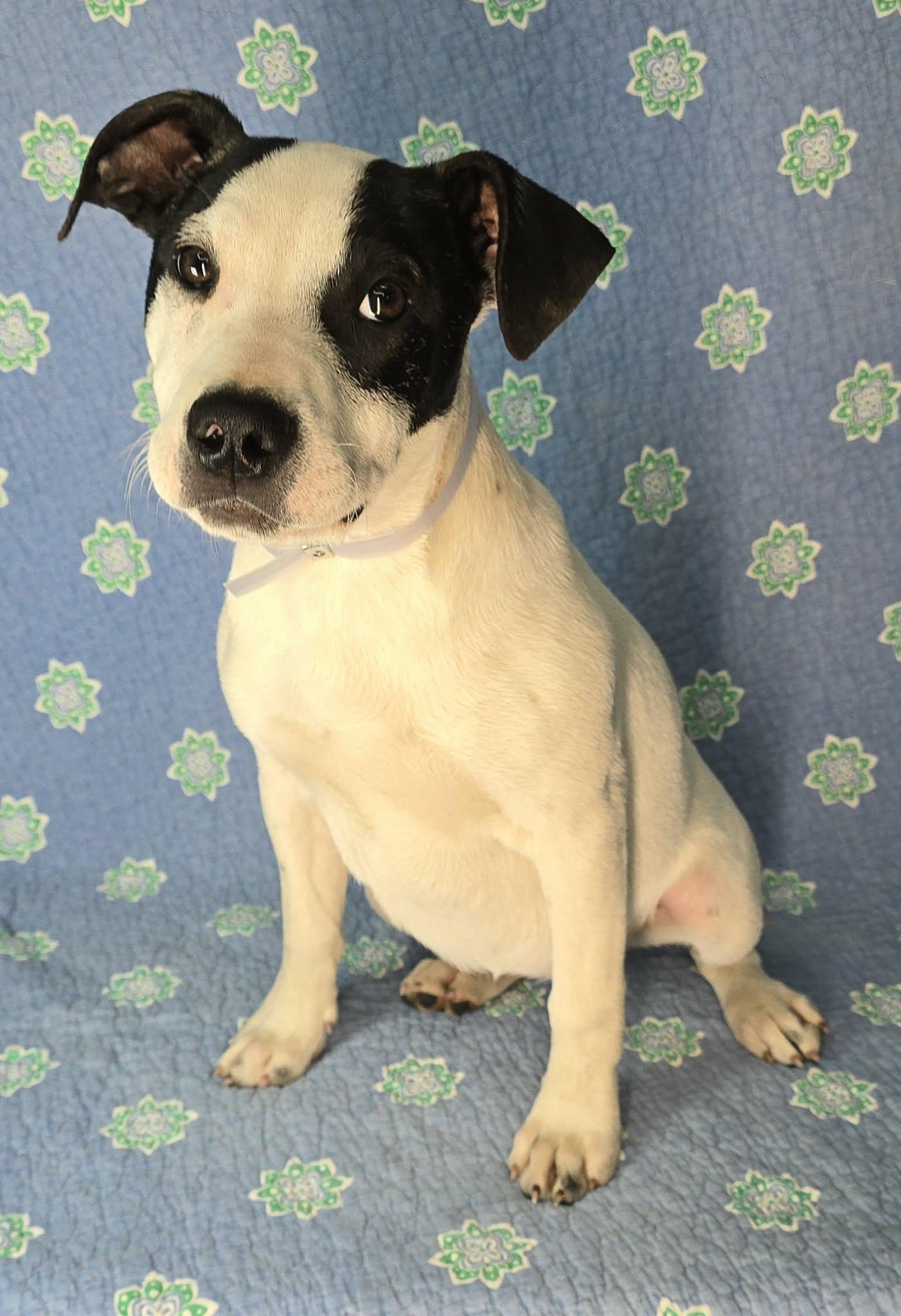 Enlarge Winnie, a ADOPTABLE mixed breed in Newport, TN image 3/3