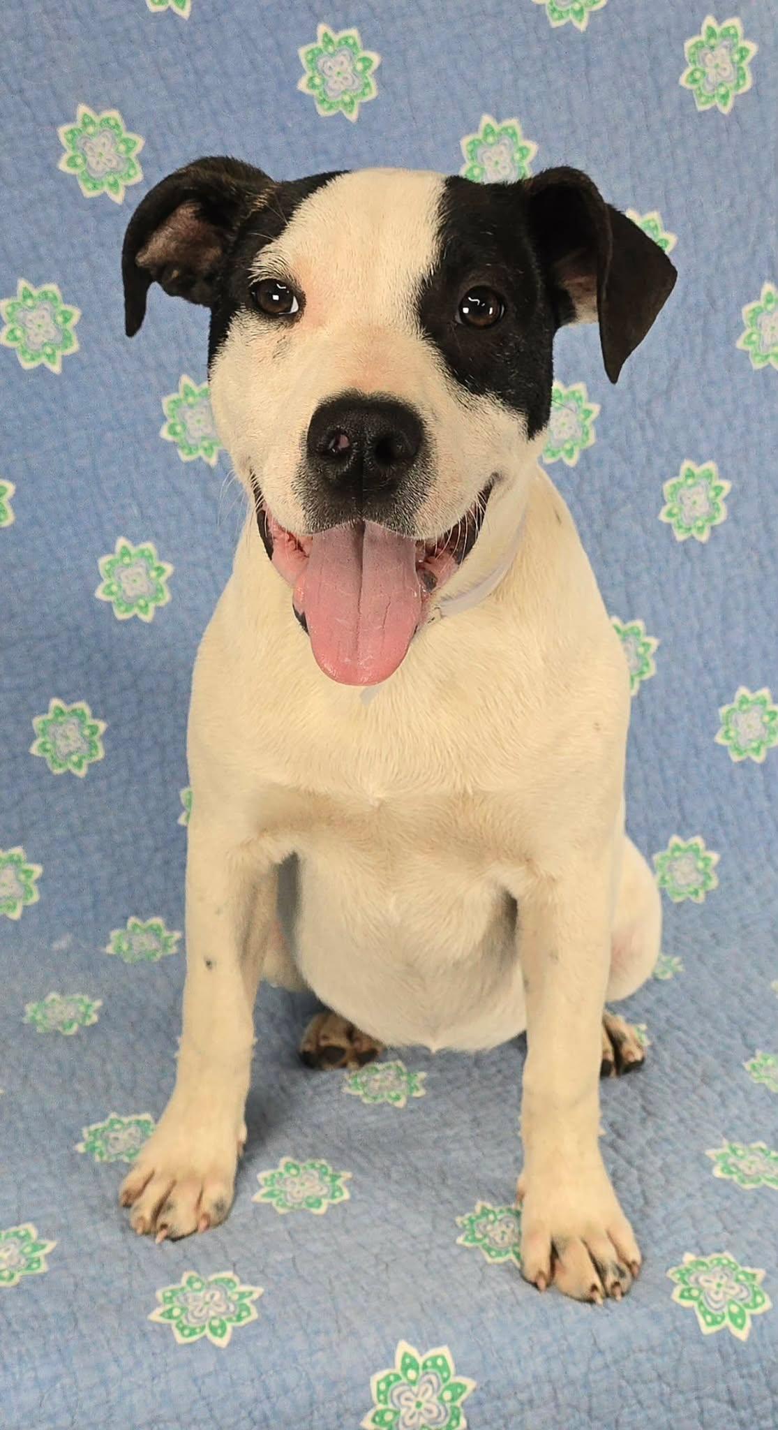 Enlarge Winnie, a ADOPTABLE mixed breed in Newport, TN image 2/3