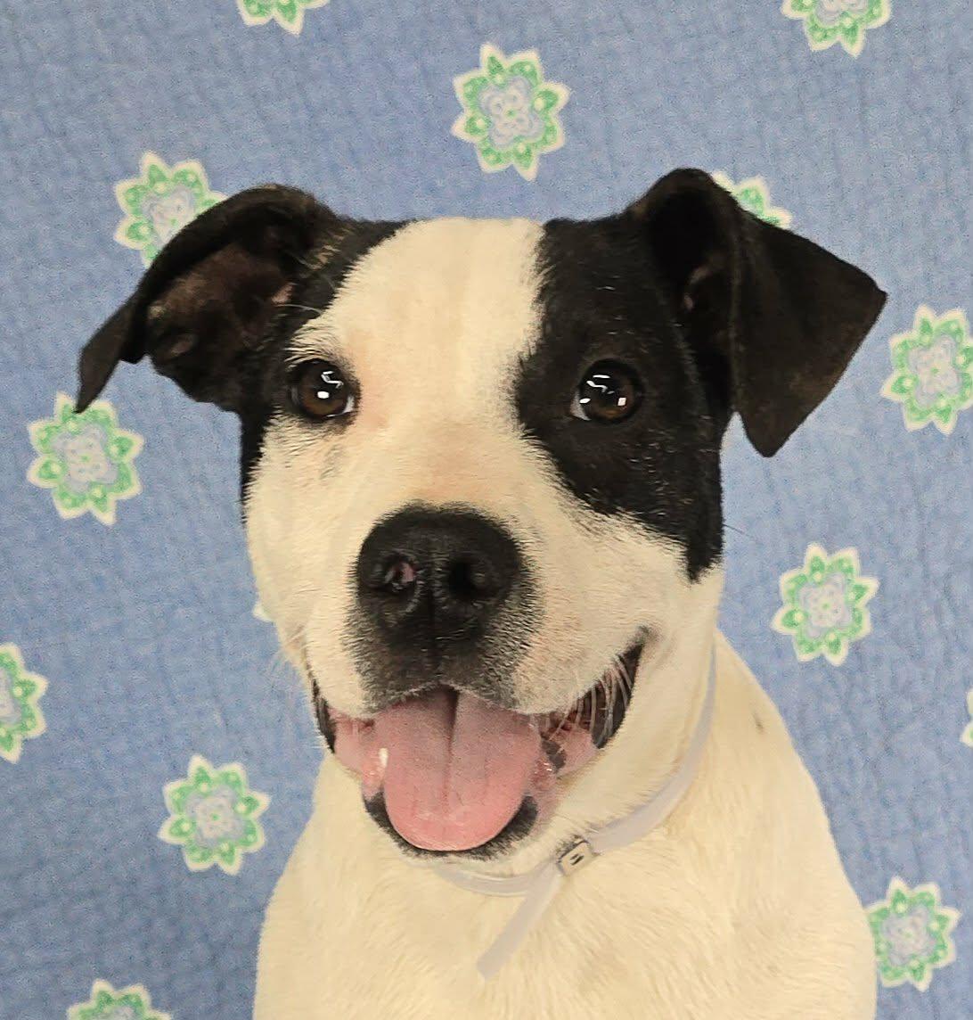 Winnie, ADOPTABLE, Puppy Female Jack Russell Terrier & Feist.