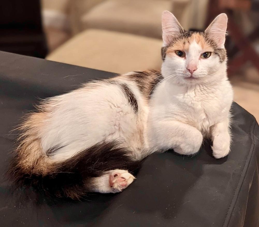 Molly TB, Adopted, Young Female Domestic Long Hair.