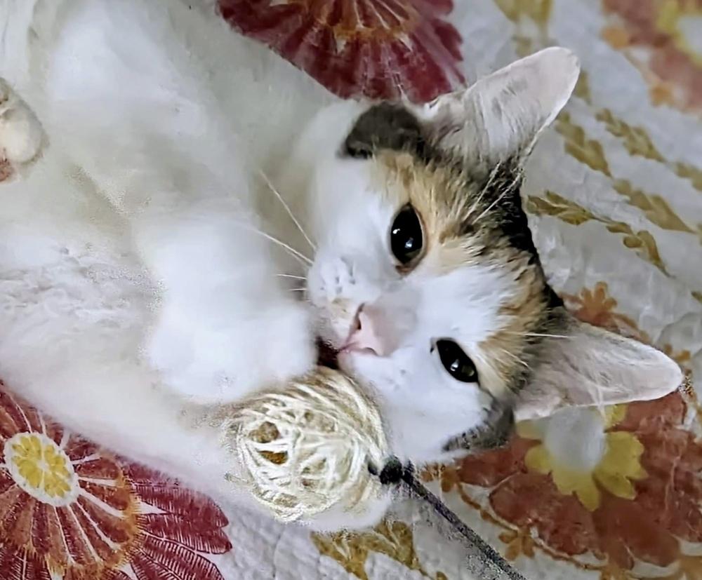 Enlarge Molly TB, a Adopted Domestic Long Hair in Greenville, SC image 3/6