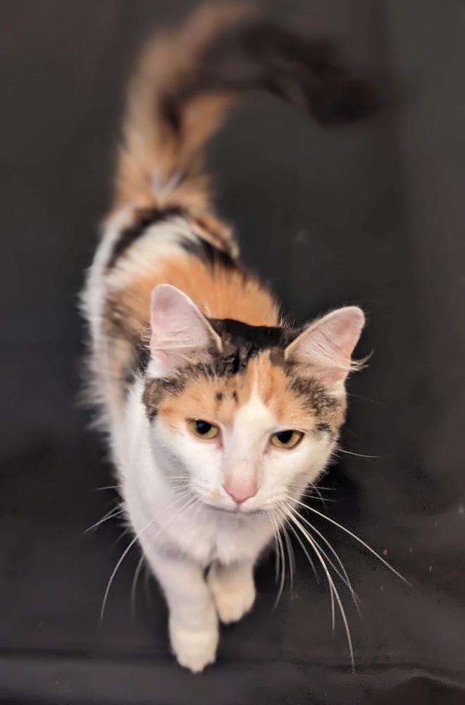 Enlarge Molly TB, a Adopted Domestic Long Hair in Greenville, SC image 4/6