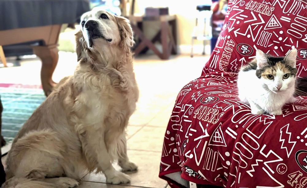 Enlarge Molly TB, a Adopted Domestic Long Hair in Greenville, SC image 6/6