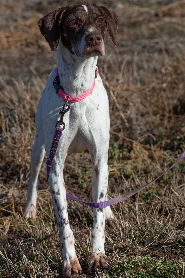 Vee, a Adoptable German Shorthaired Pointer in Millville, UT image 1/12