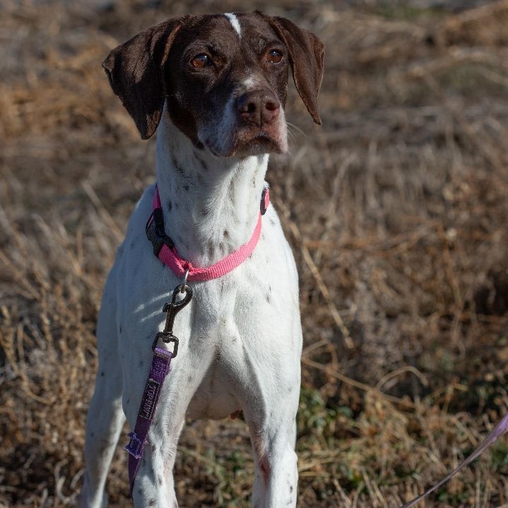 Enlarge Vee, an adopted German Shorthaired Pointer in Millville, UT image 1/6